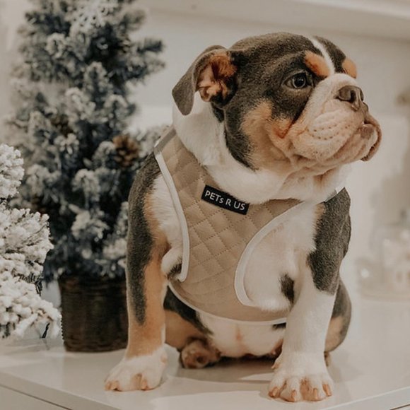 PETsRUS Step In Vest Dog Harness Quilted Vegan Leather Breathable Mesh Taupe - Picture 3 of 8